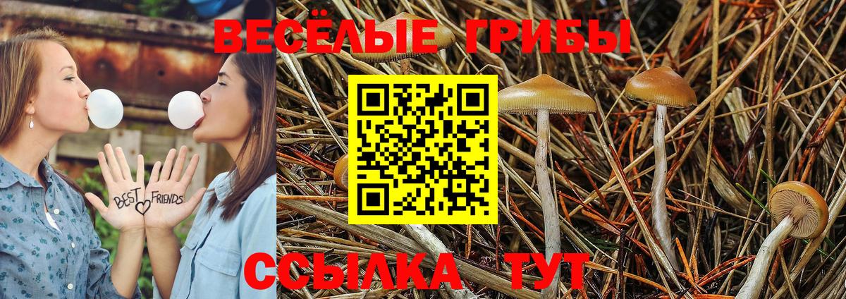 Псилоцибиновые грибы Psilocybine cubensis Канаш